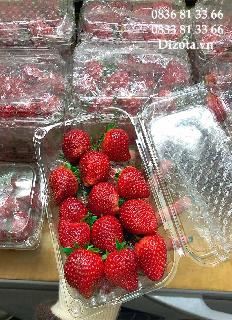 Lót dâu tây bằng xốp nổ đóng hàng