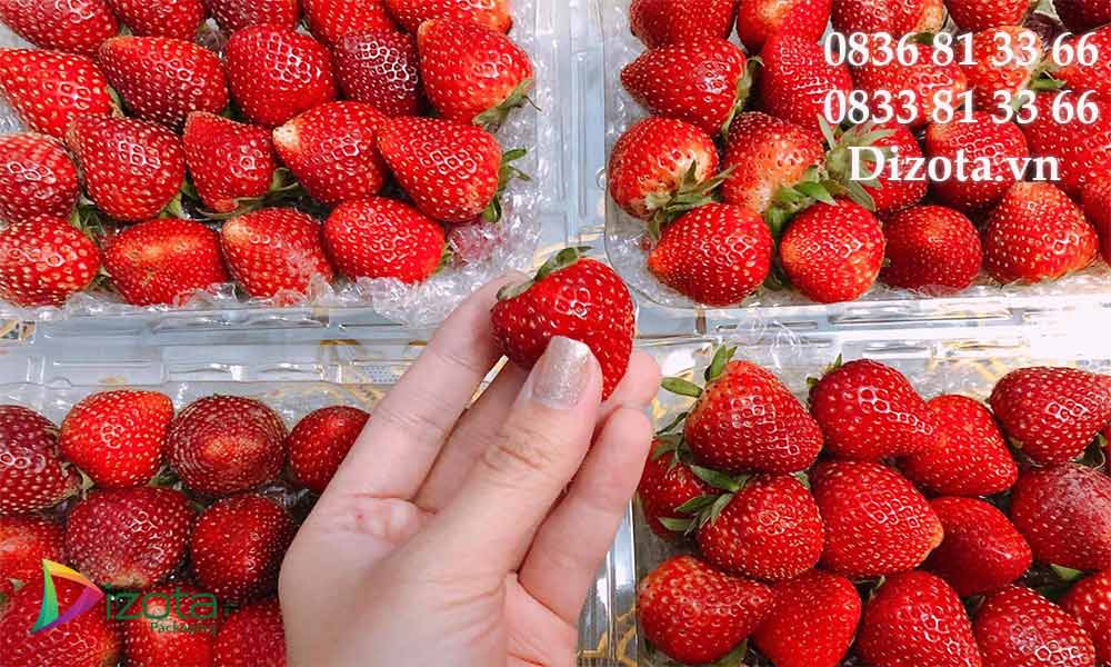 Tấm xốp hơi lót Dâu tây giá rẻ tại xưởng