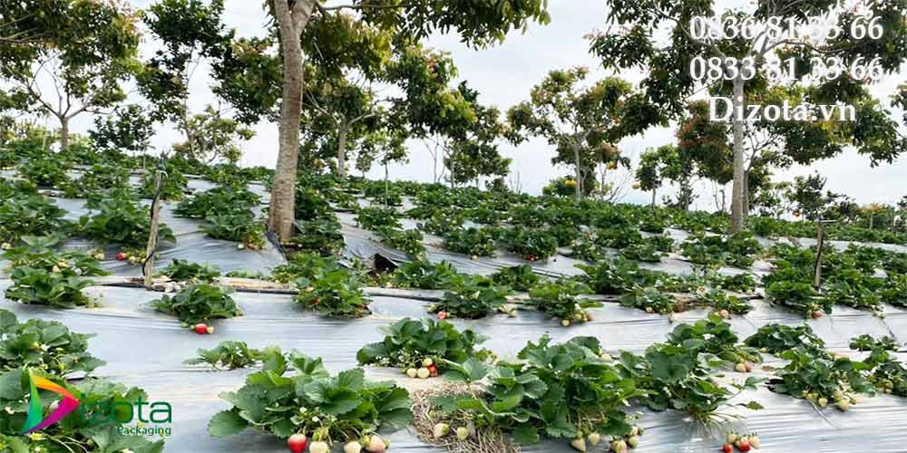 Trồng dâu tây miền Bắc